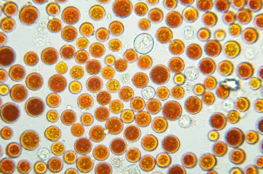 algue de pluie de sang (Haematococcus pluvialis) algue de pluie de sang (Haematococcus pluvialis)