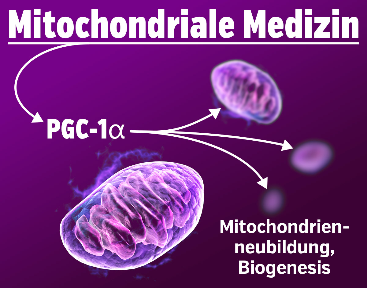 Médecine mitochondriale - PGC-1 alpha, néoformation des mitochondries - biogenèse