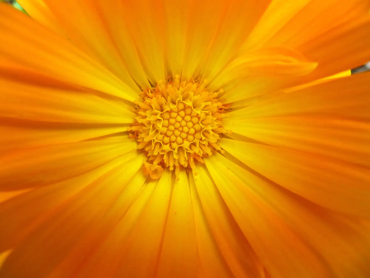 Fleur de Tagète - Fleur Orange Éclatante Gros plan d'une fleur de tagète orange vif avec des pétales ouverts.