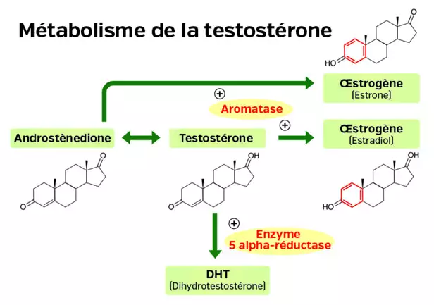 Diagramme du Métabolisme de la Testostérone Diagramme illustrant le métabolisme de la testostérone, montrant l'androsténedione, la testostérone, le DHT et des enzymes.