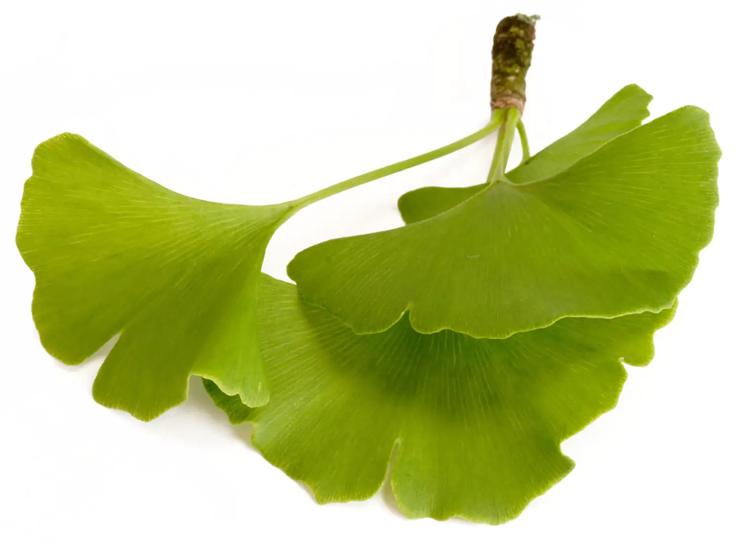 Feuille de Ginkgo biloba Feuille de Ginkgo biloba