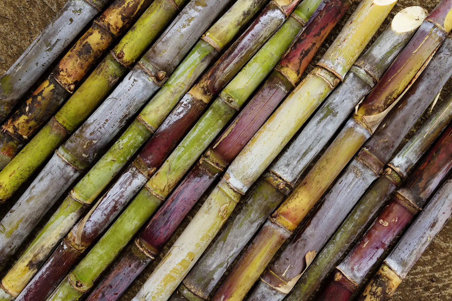 canne à sucre canne à sucre