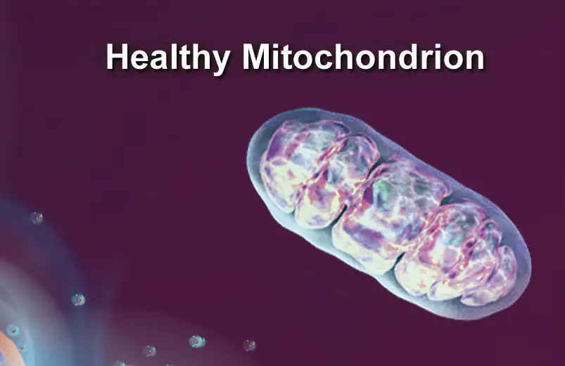 Mitochondrie saine