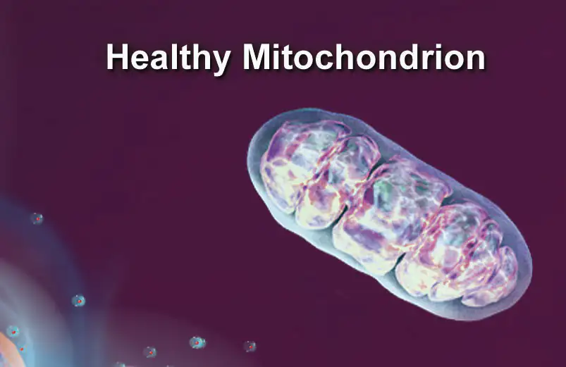 Mitochondrie saine Mitochondrie saine