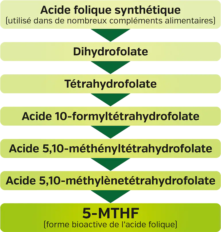 Acide folique bioactif (vitamine B9)