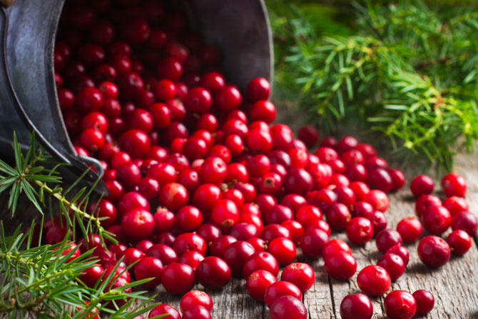 Canneberges 500 g – Fruits en vrac Canneberges fraîches, rouge vif, renversées dans un cadre en bois, entourées de branches vertes.