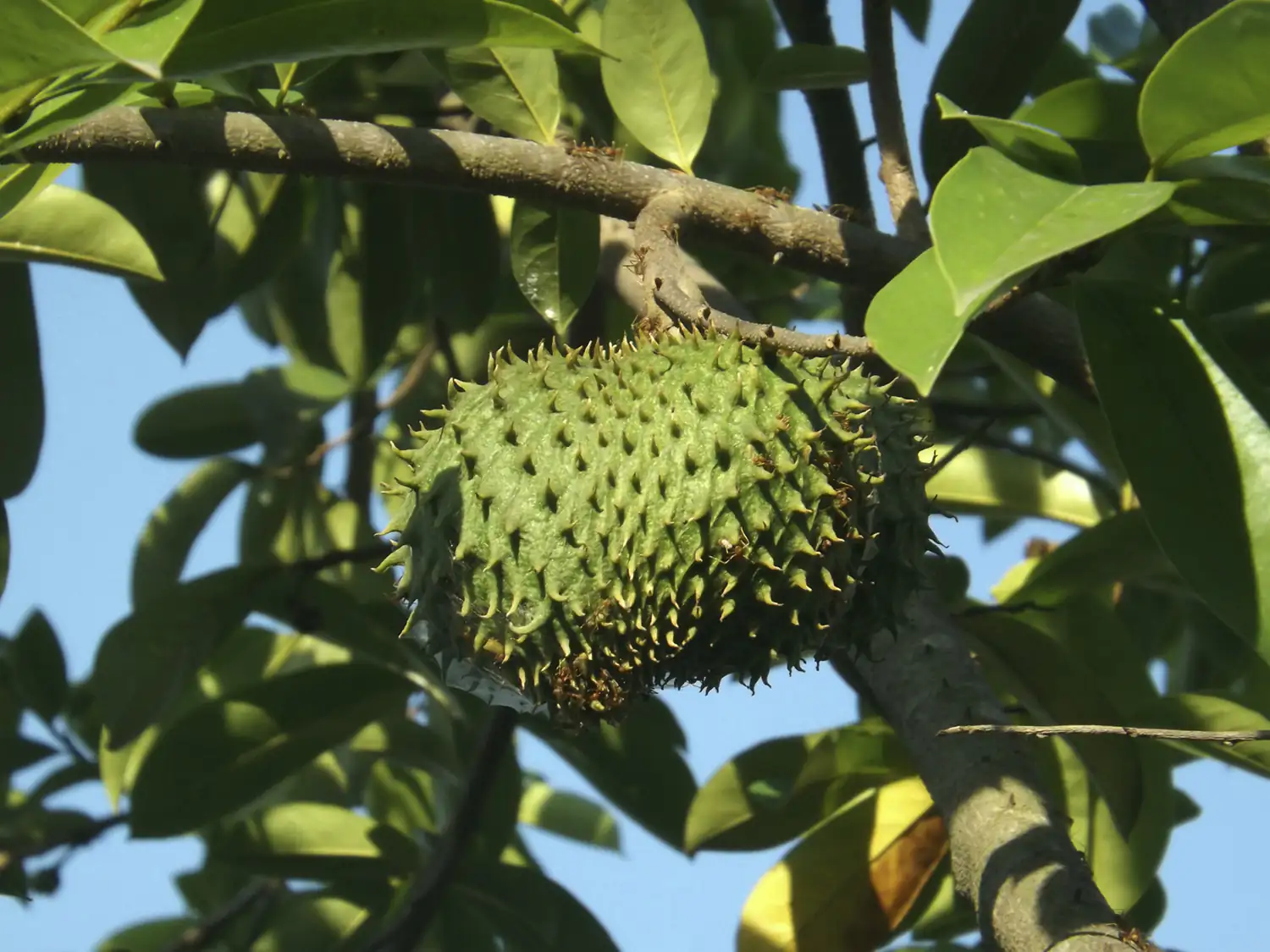 fruit de corossol fruit de corossol