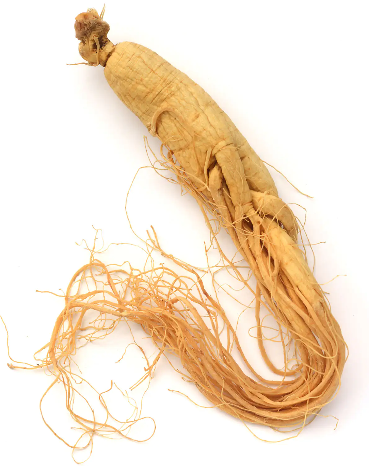 racine de ginseng