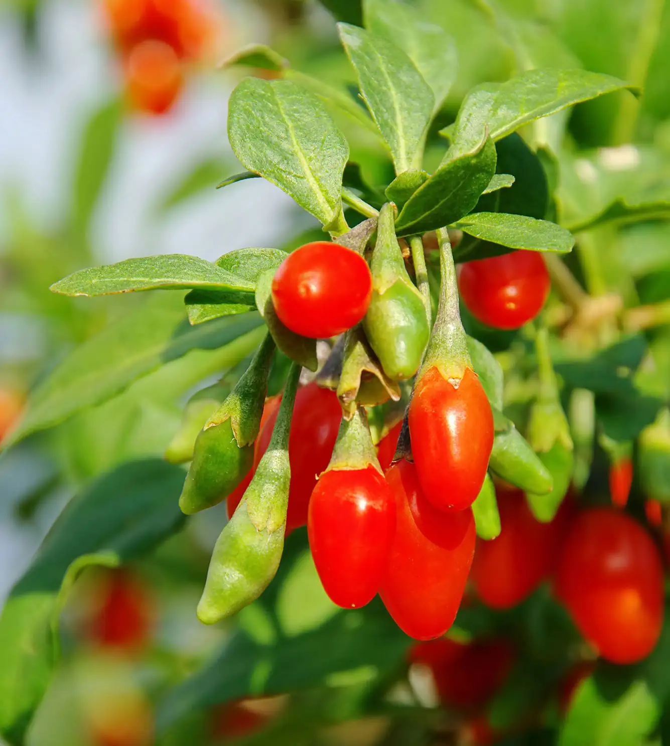 baies de Goji baies de Goji
