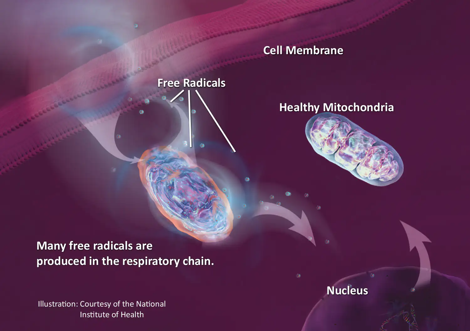 Radicaux Libres et Mitochondries – Illustration Illustration colorée montrant des radicaux libres, des mitochondries et une membrane cellulaire, graphique scientifique.