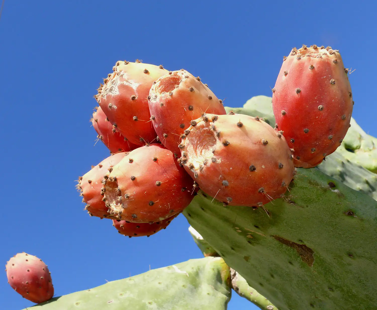 Figues de Cactus – Fruit Frais Figue de cactus mûre, rouge-orange, sur un cactus à corps vert sous un ciel bleu.