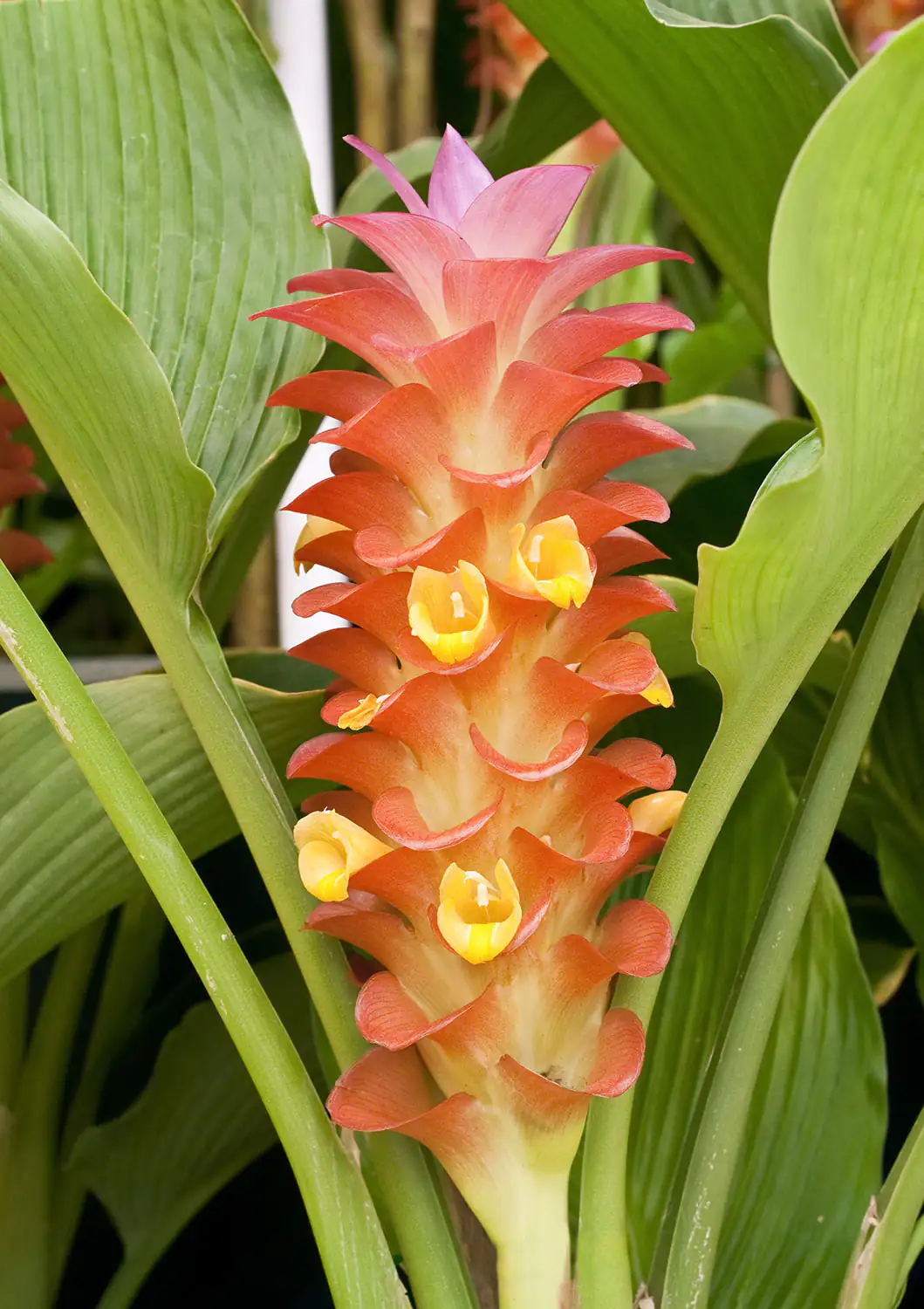 Plante curcuma longue