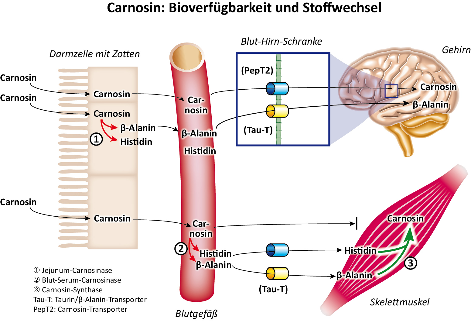 Carnosine - Biodisponibilité et métabolisme