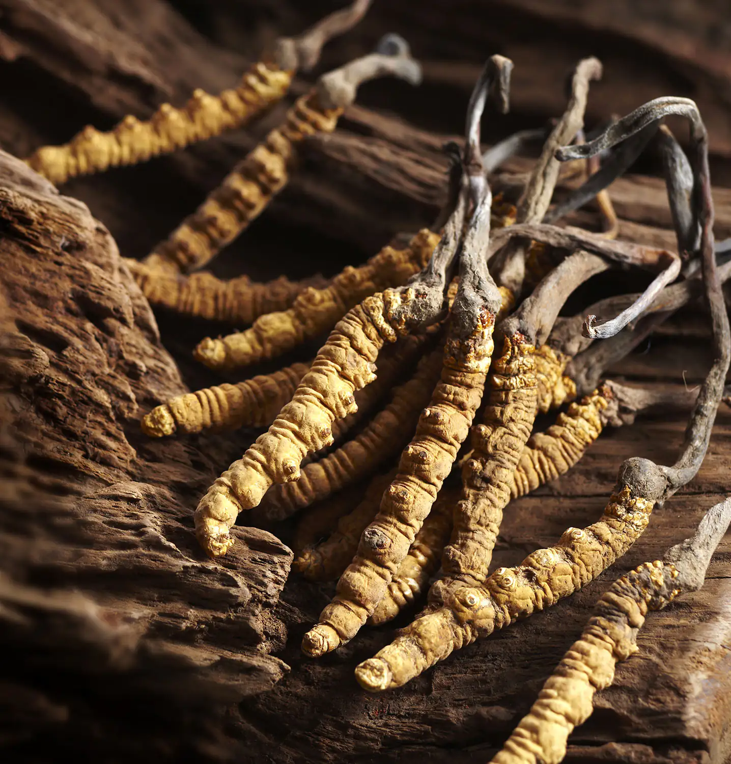 Champignon Empereur (Cordyceps sinensis) Champignon Empereur (Cordyceps sinensis)