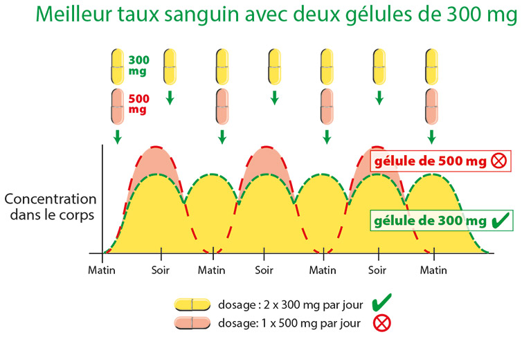 Complément 300 mg – Gels Graphique montrant la concentration sanguine optimale pour des capsules de 300 mg et 500 mg, indiquant le dosage et les effets sur la journée.