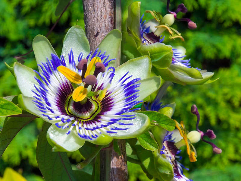Gros plan d'une passiflore aux pétales blancs et violets et aux étamines jaunes sur fond vert Gros plan d'une passiflore aux pétales blancs et violets et aux étamines jaunes sur fond vert