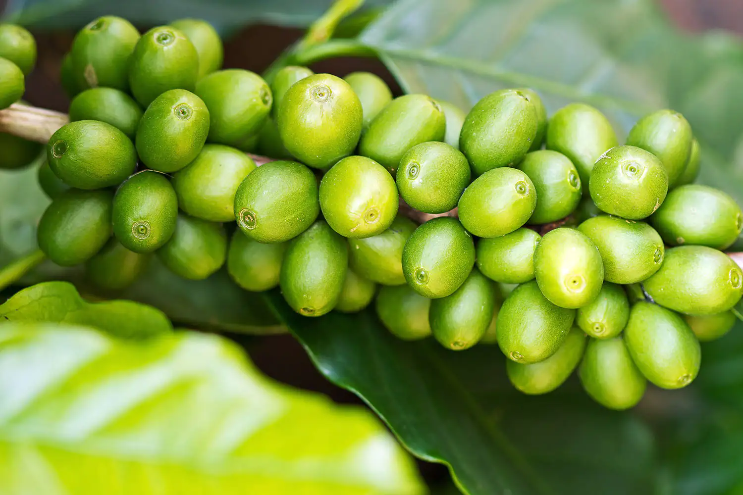 Grains de café vert