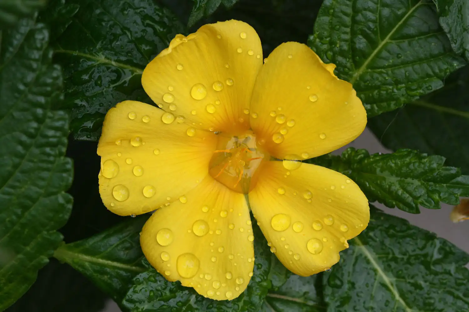 Fleur de damiana Fleur de damiana