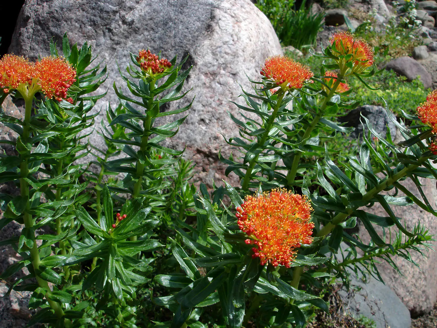Rhodiola rosea - Roseroot plant Rhodiola rosea - Roseroot plant