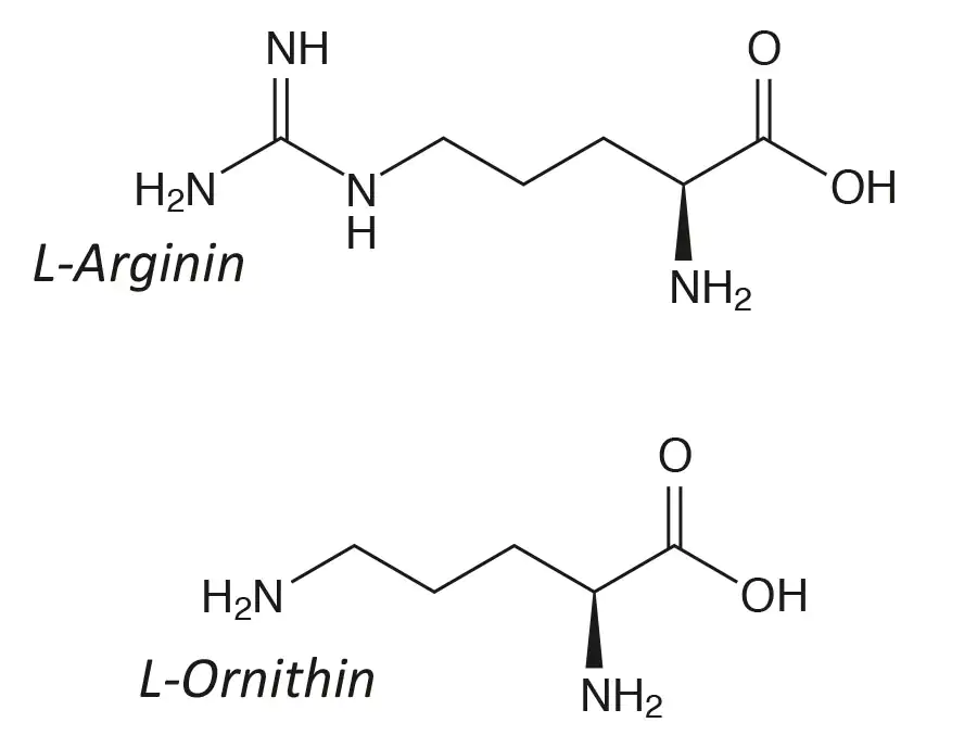 L-arginine et L-ornithine ormule structurelle L-arginine et L-ornithine ormule structurelle
