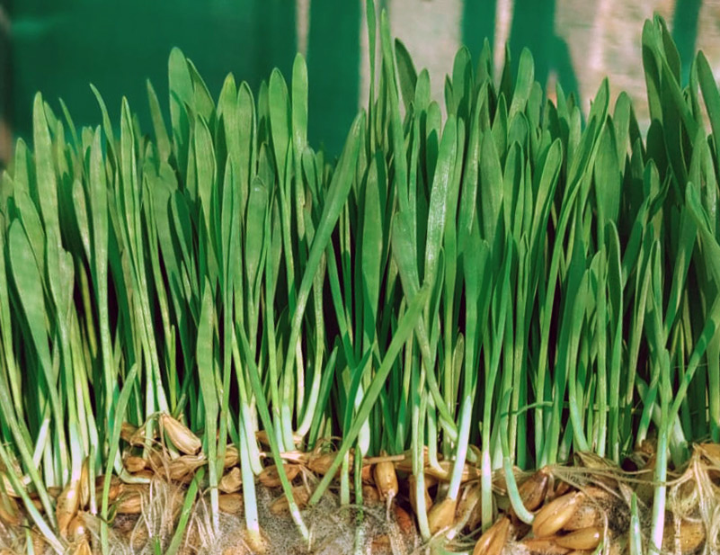 Poudre de blé vert – 250 g Blé vert dans une vue claire, tiges vert vif avec des racines brunes, frais et vivant.