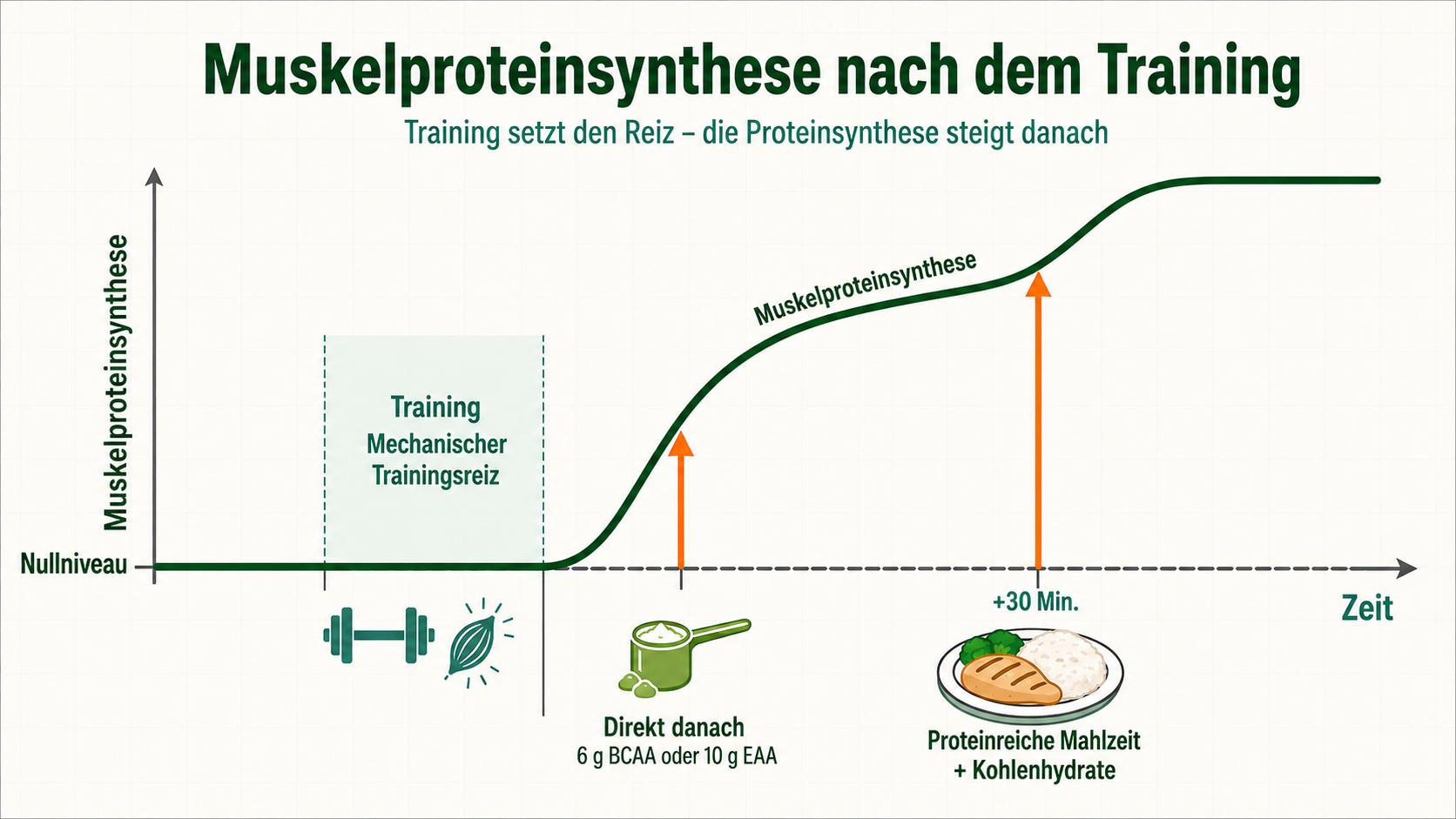 Recomposition corporelle - synthèse des protéines musculaires après l’entraînement