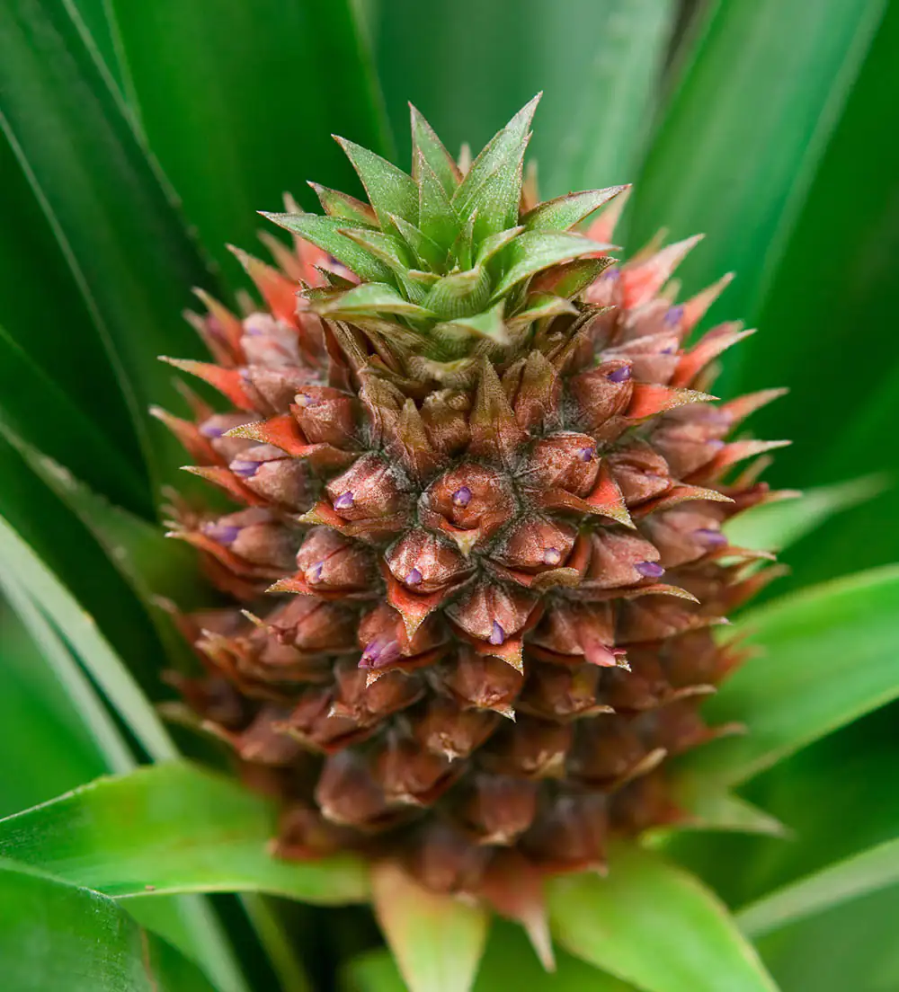 fruit d'ananas