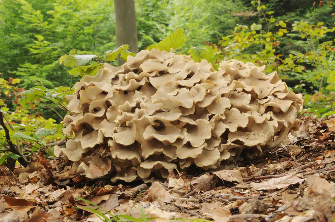 Champignon Polyporus umbellatus Champignon Polyporus umbellatus