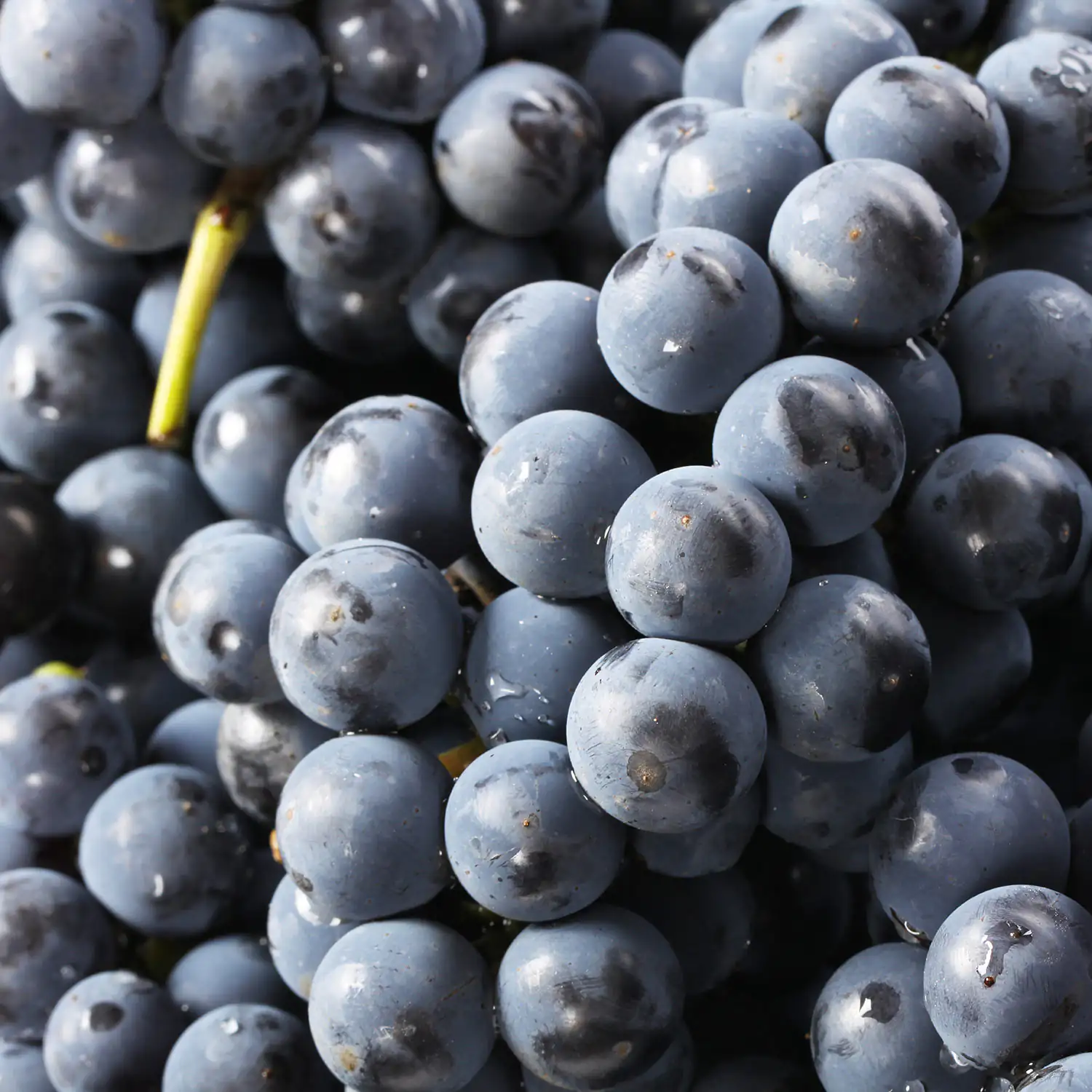 raisin rouge raisin rouge