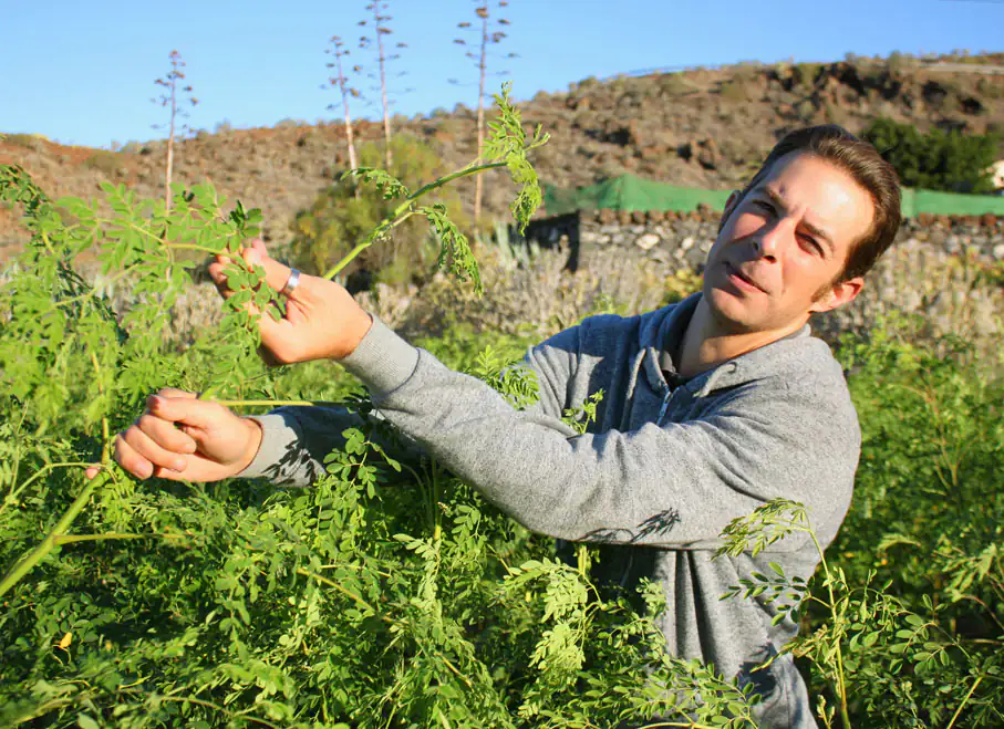 L'homme montre l'arbre de Moringa