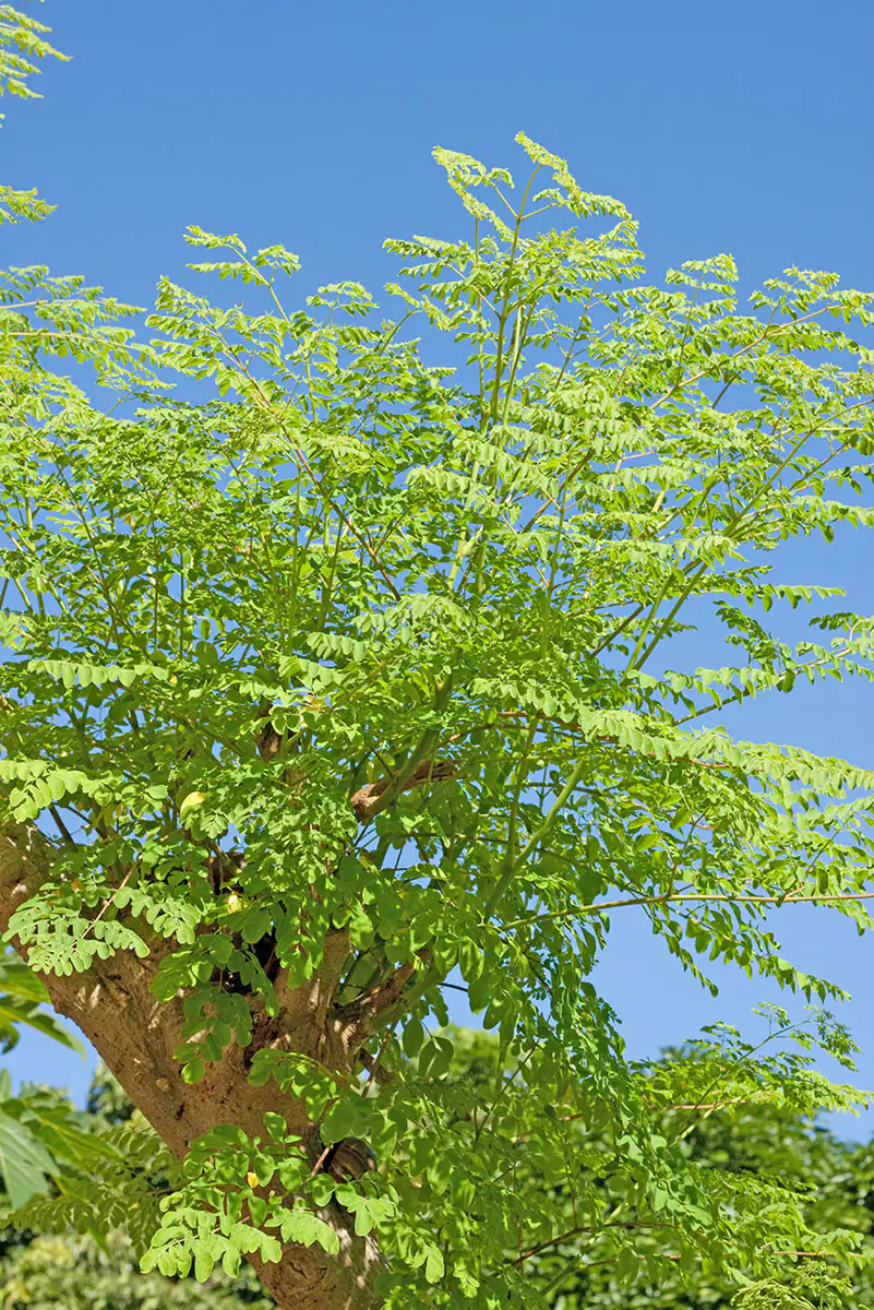 Moringa - arbre miracle Moringa - arbre miracle