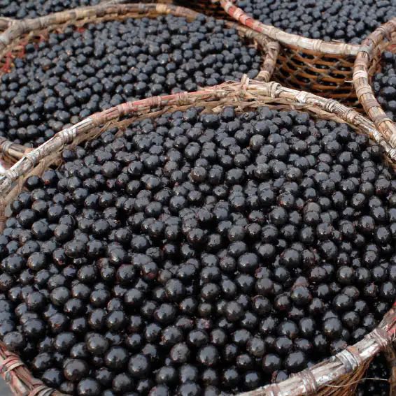 Baies d'Acai Baies d'Acai, riches en antioxydants, idéales pour les smoothies.