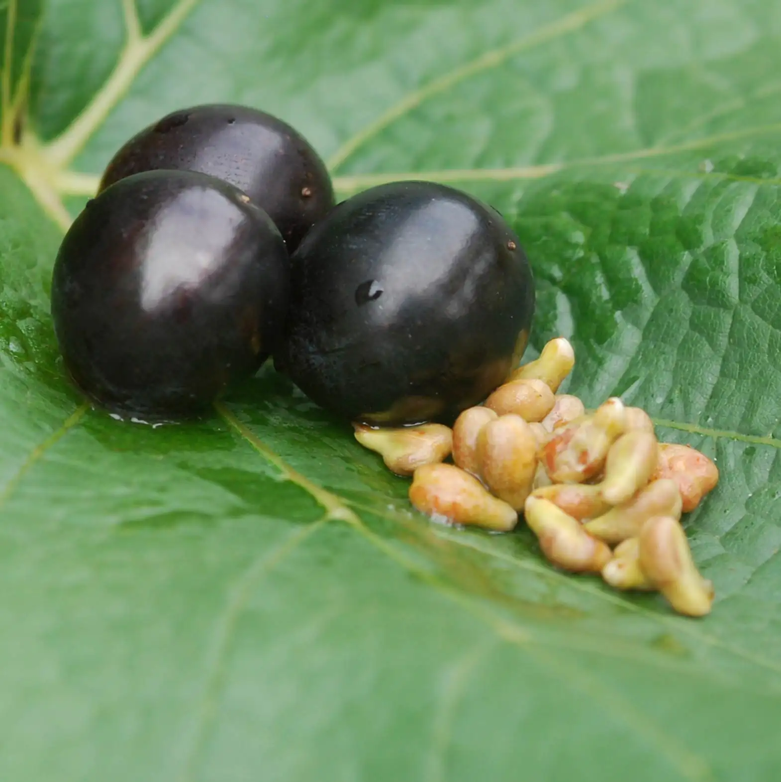 OPC pépins de raisin