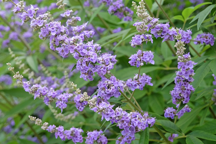gattilier_plante gattilier_plante