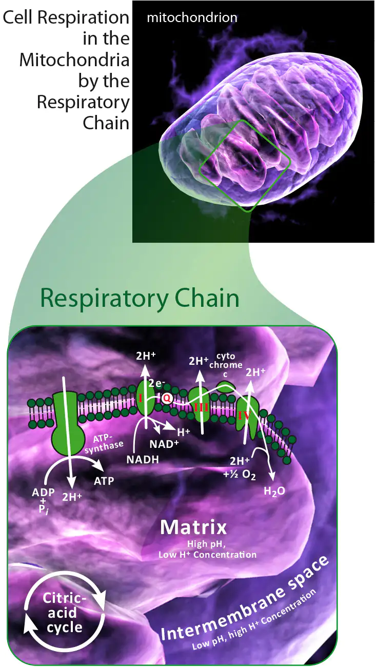 Respiration Cellulaire Mitochondries – Diagramme Diagramme de la respiration cellulaire dans les mitochondries montrant la chaîne respiratoire, la synthèse de l'ATP, des structures organiques, tons violets.