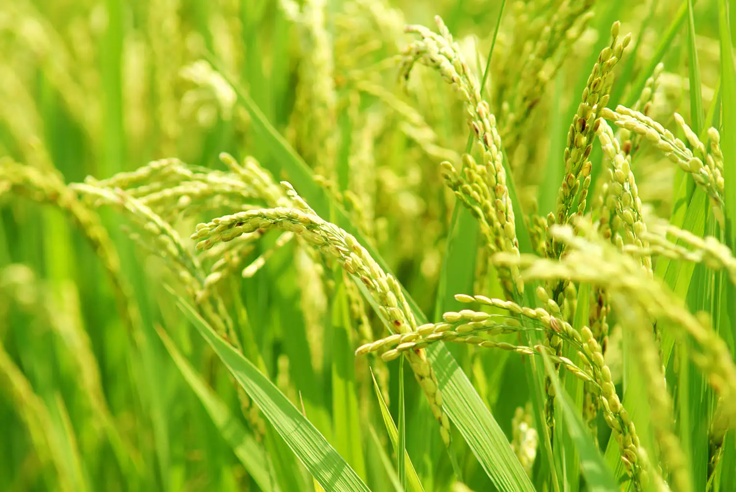 plant de riz plant de riz