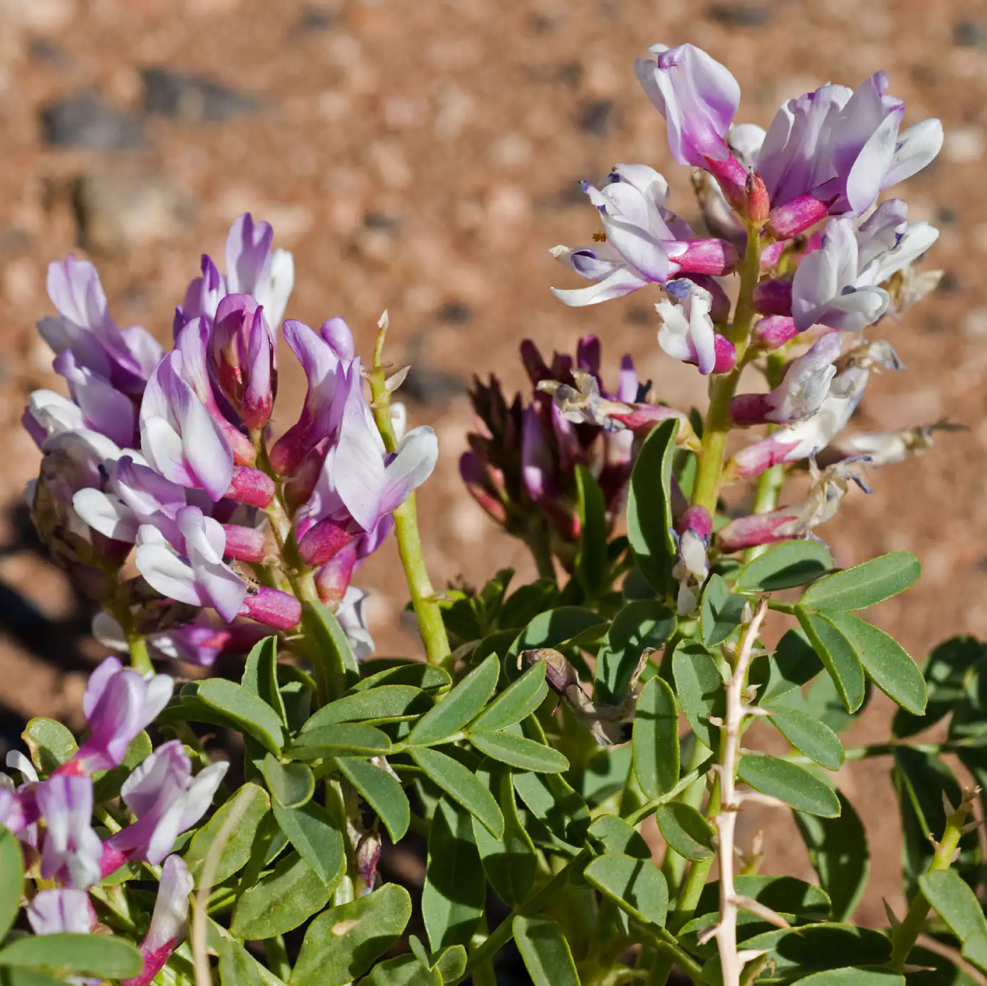 Astragaloside IV Astragalus membranaceus plante