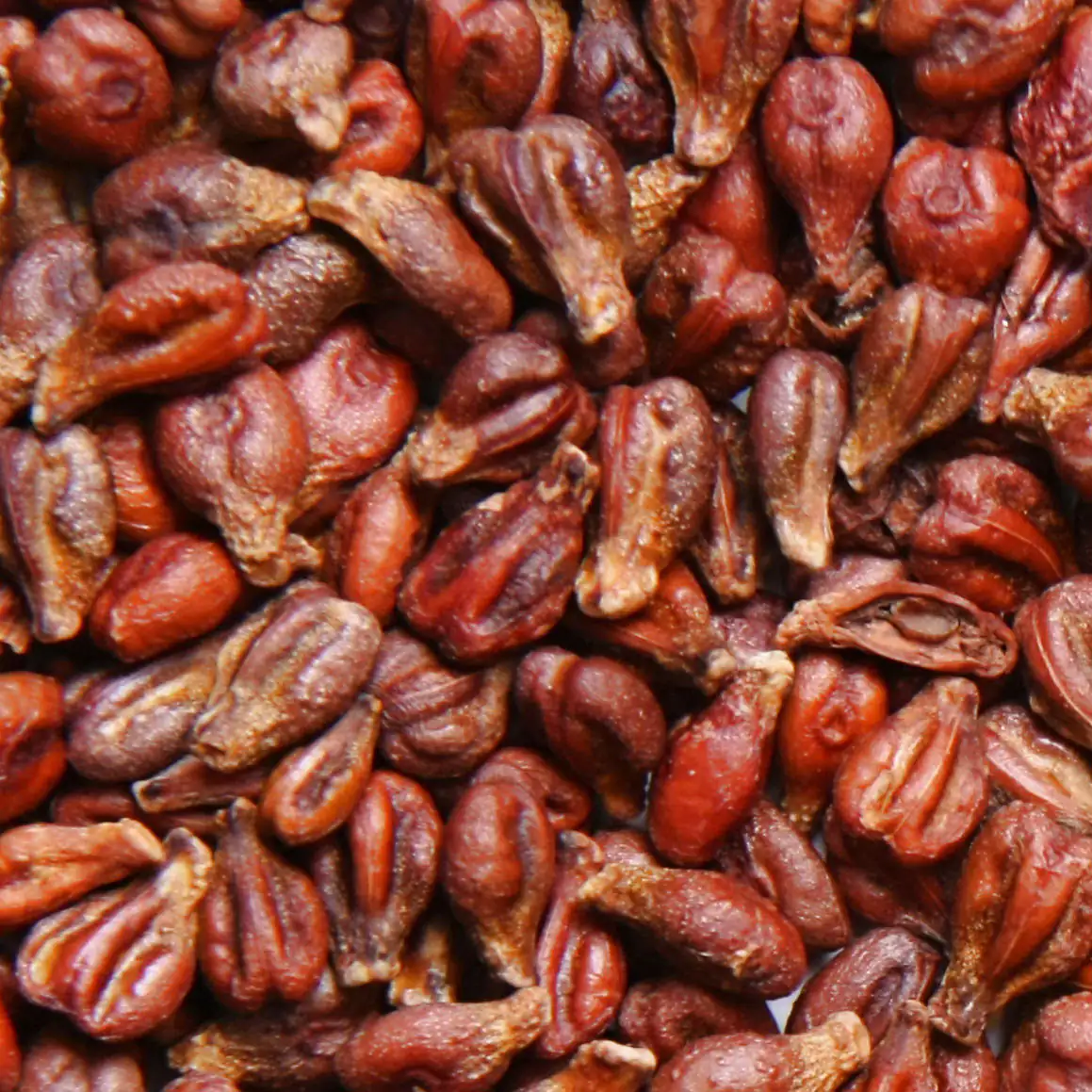 pépins de raisin pépins de raisin