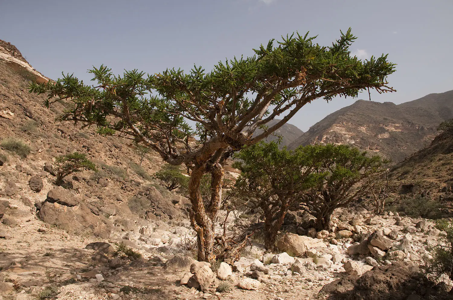 arbre à encens