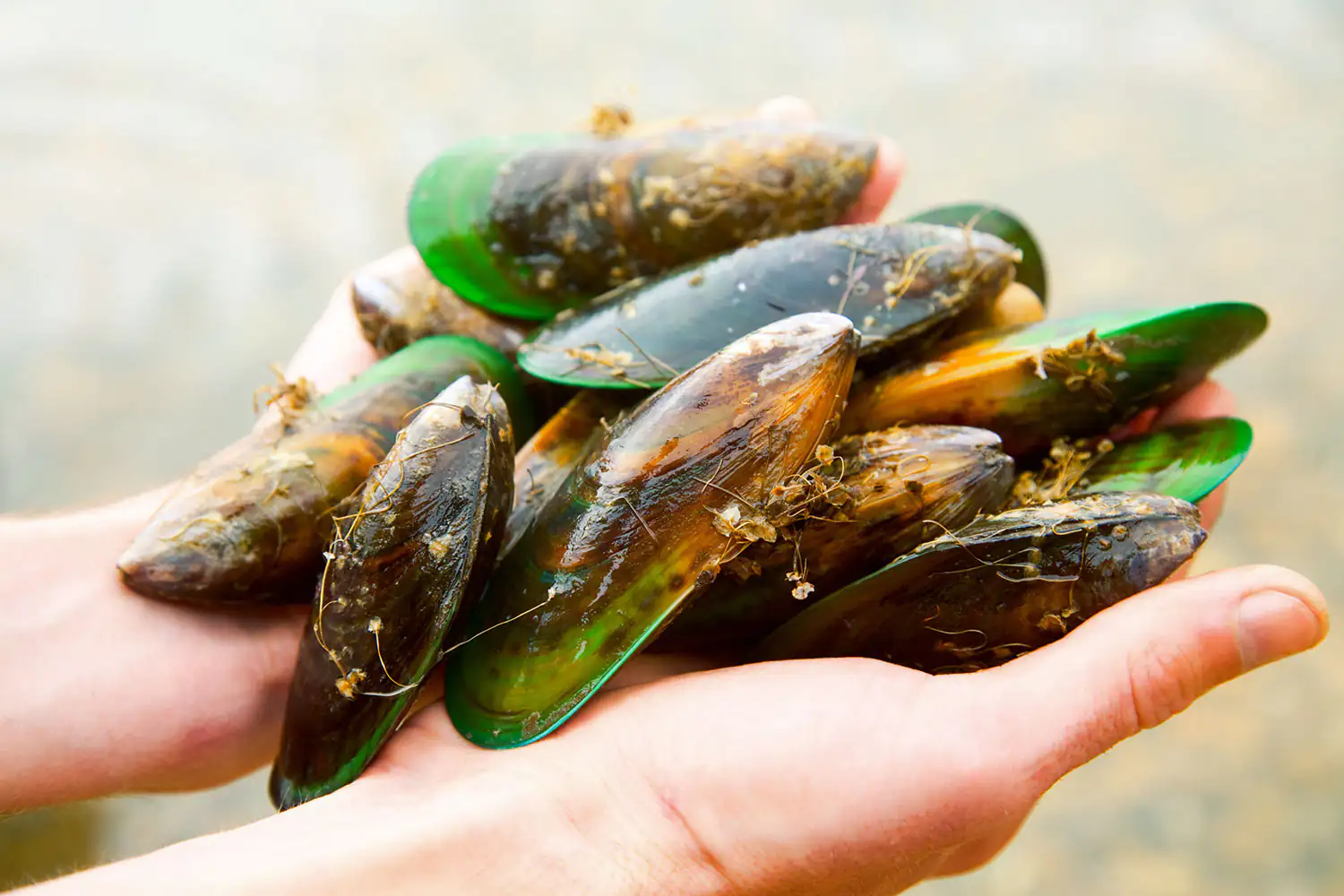 moules à lèvres vertes