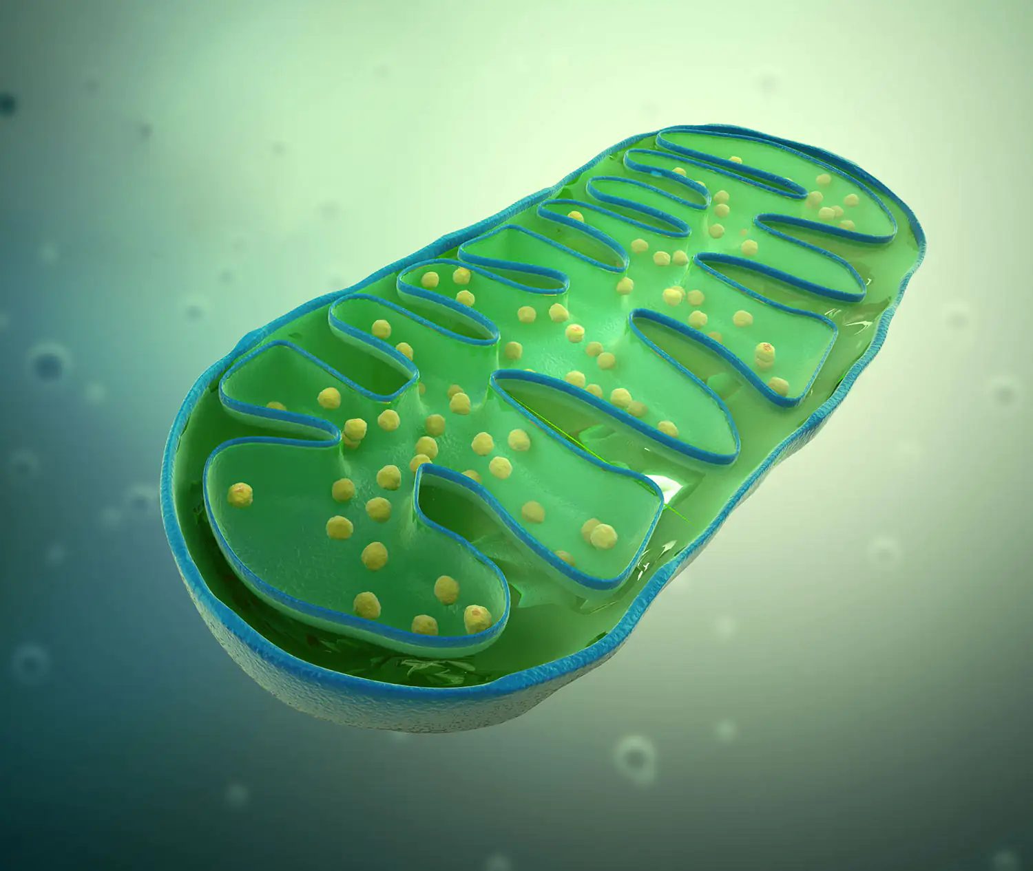 Dessin schématique de la mitochondrie