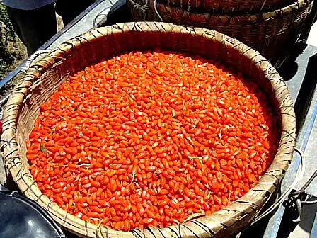 Récolte des baies de Goji Récolte des baies de Goji